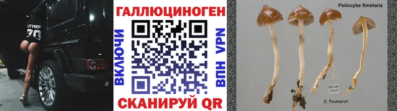 Купить где Кологрив Псилоцибиновые грибы Magic Shrooms
